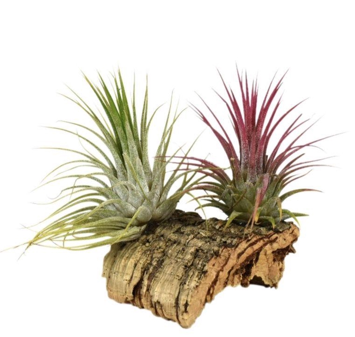 <h4>Tillandsia Kurkhout small</h4>