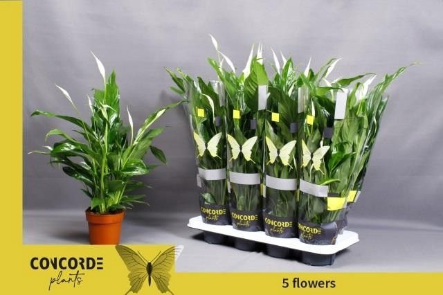 Spathiphyllum Sweet Benito 13Ø 55cm 5fl