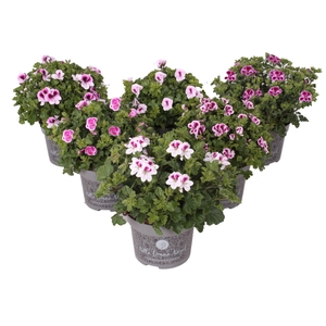 Pelargonium Pelargonium Grandifloru