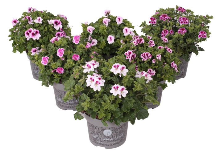 <h4>Pelargonium Pelargonium Grandifloru</h4>