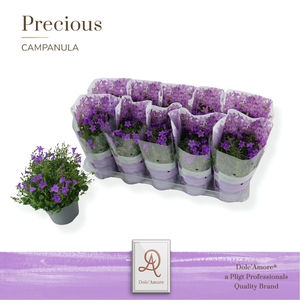 Campanula P12 Dolc'Amore® Easy Pack Stadium 2