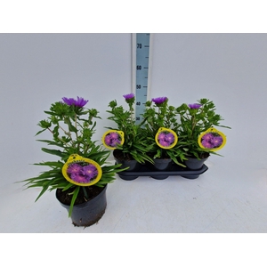 STOK LAEVIS