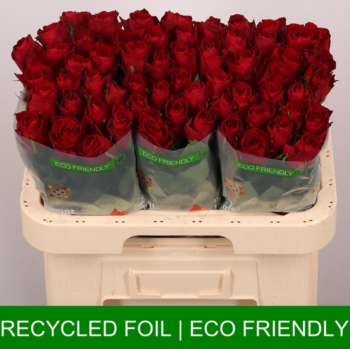 <h4>R GR MADAM RED</h4>