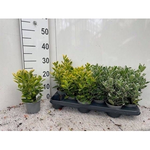 EUONYMUS JAP GEM