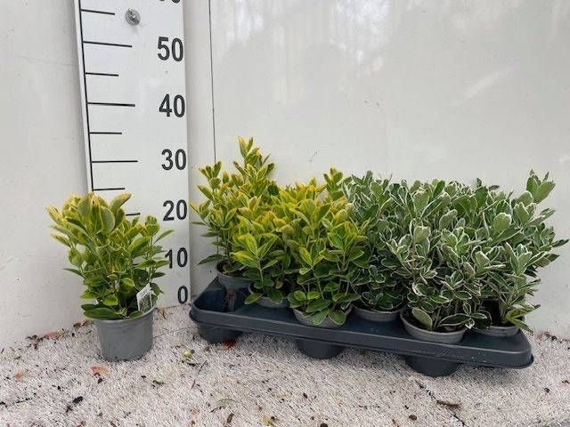 <h4>EUONYMUS JAP GEM</h4>