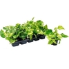 Epipr Marble Queen