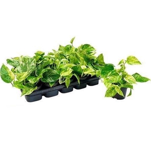 Epipr Marble Queen