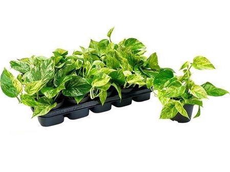 <h4>Epipr Marble Queen</h4>