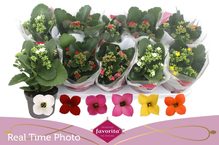 <h4>KAL EN GEM 6 KL</h4>