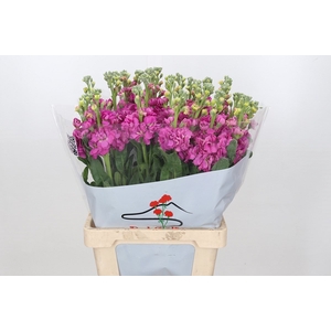 Matthiola Iron Hot Pink (min 27 buckets)