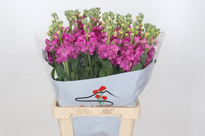 Matthiola Iron Hot Pink (min 27 buckets)