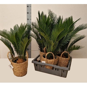 CYCAS REVOLUTA