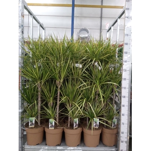 Dracaena marg. 'Sunray'