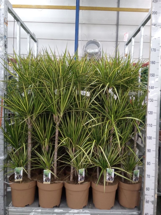 <h4>Dracaena marg. 'Sunray'</h4>