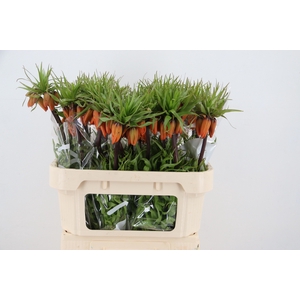 FRIT IM GARLANT STAR