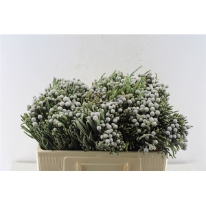 Kaaps Silver Brunia