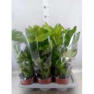 Fatsia japonica   ...