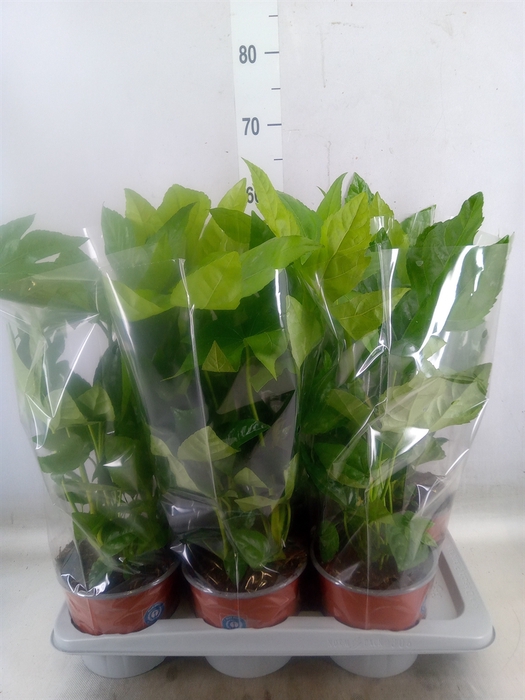 <h4>Fatsia japonica   ...</h4>
