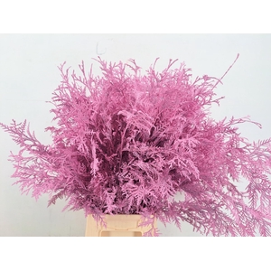 Conifeer Thuja Pink Per Bunch