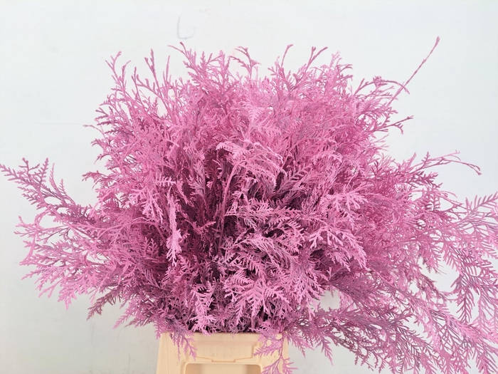 <h4>Conifeer Thuja Pink Per Bunch</h4>