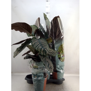 Calathea sanderiana