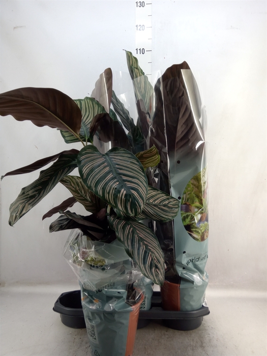 <h4>Calathea sanderiana</h4>