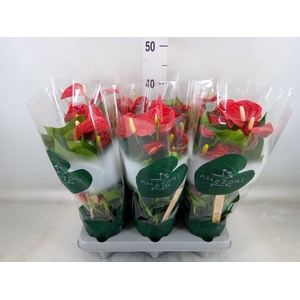 Anthurium andr. 'Aristo'