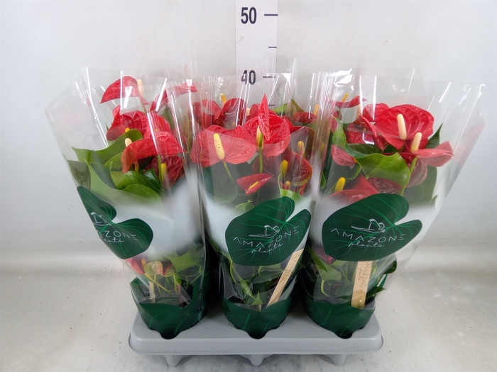 <h4>Anthurium andr. 'Aristo'</h4>