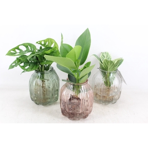 arr3 VDE - FLorence mix M x3