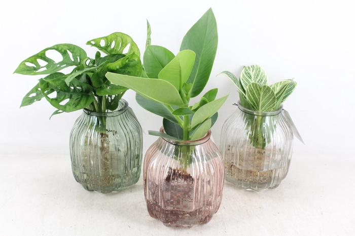 <h4>arr3 VDE - FLorence mix M x3</h4>