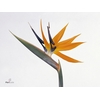 Strelitzia Orange 20 Cm X12