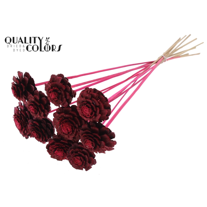 <h4>Pine cone cut 5-7cm on stem Cerise</h4>
