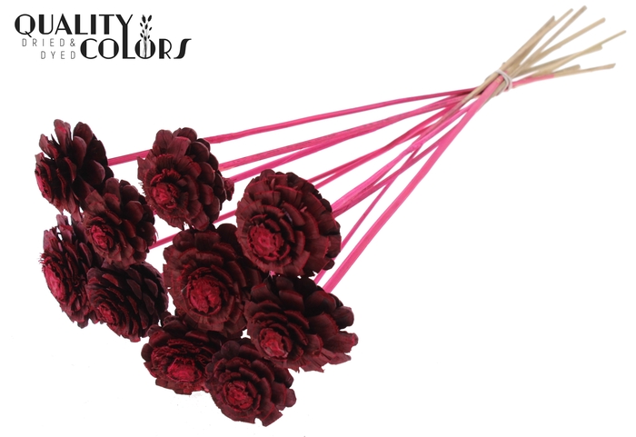 Pine cone cut 5-7cm on stem Cerise