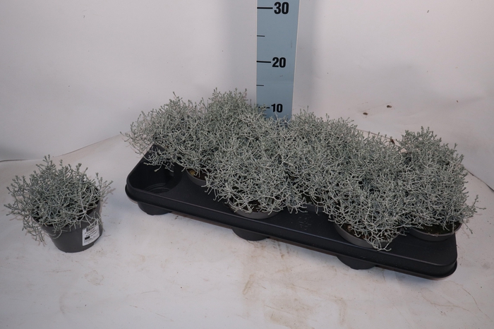 <h4>LEUCOPH BROWNII</h4>