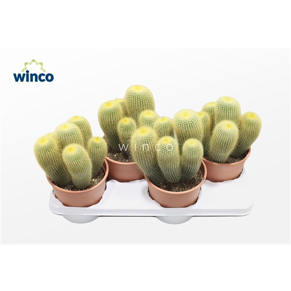 <h4>Notocactus Leninghausii (group)</h4>