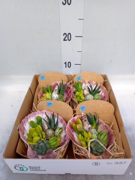 <h4>Planten  ..in schelp L%</h4>