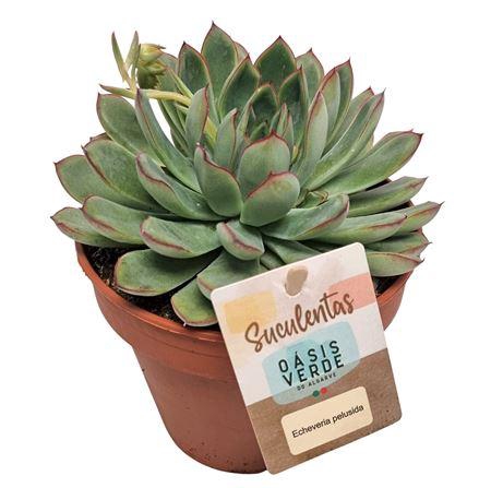 <h4>Echeveria Pelusida - 1154</h4>
