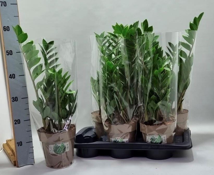 <h4>ZAMIO ZAMIIFOLIA</h4>