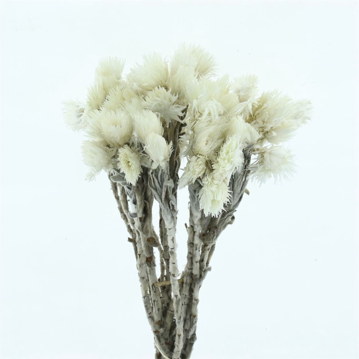 Kaaps Cape Snow Light Pink Natural
