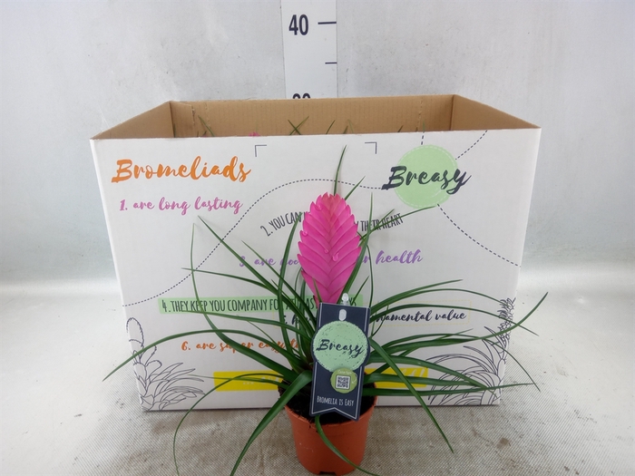 <h4>Tillandsia cyanea 'Vincent'</h4>