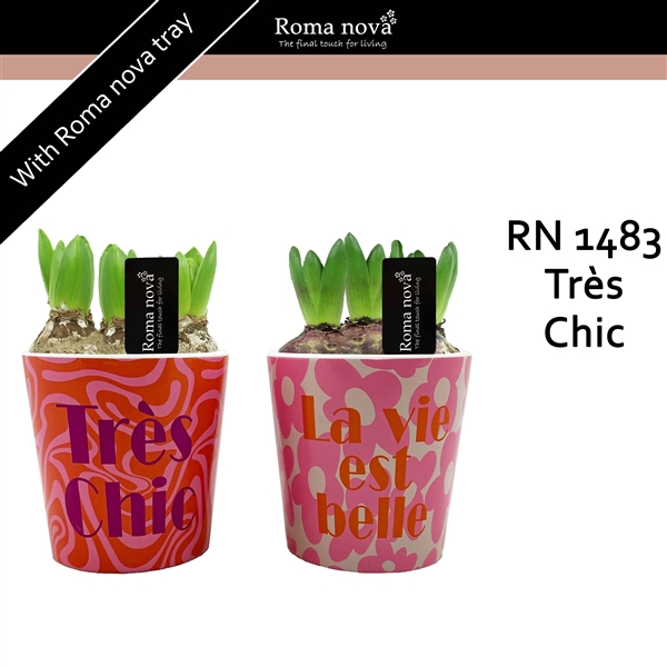 <h4>Arrangementen Hyacinthus 6%</h4>