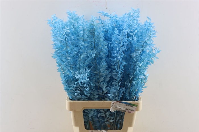 Pres Ruscus Lightblue P Stem