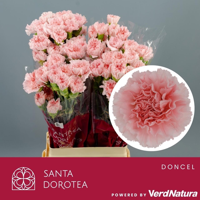 <h4>DI ST Doncel SEL</h4>