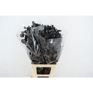 DF Lunaria BS Black Pearl