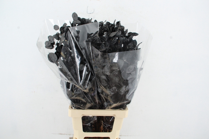 <h4>DF Lunaria BS Black Pearl</h4>