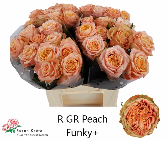 <h4>Rosa gr Peach Funky+</h4>
