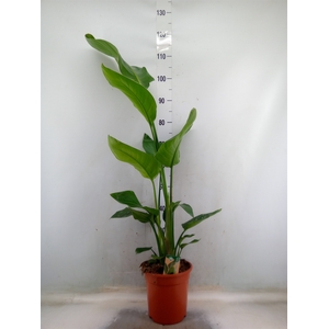 Strelitzia nicolai