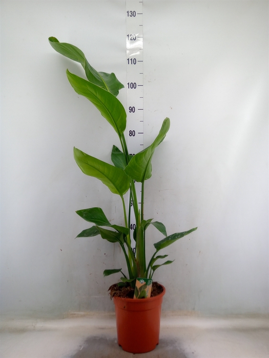<h4>Strelitzia nicolai</h4>
