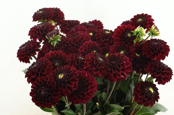 <h4>Dahl Black Fox</h4>
