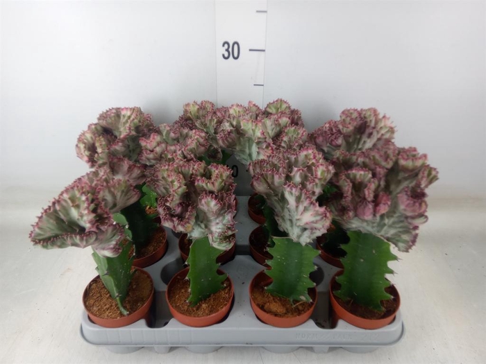 <h4>Euphorbia lactea</h4>